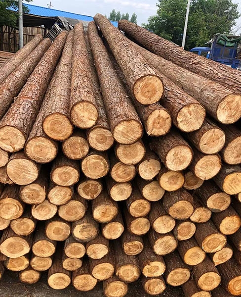 杉木桩