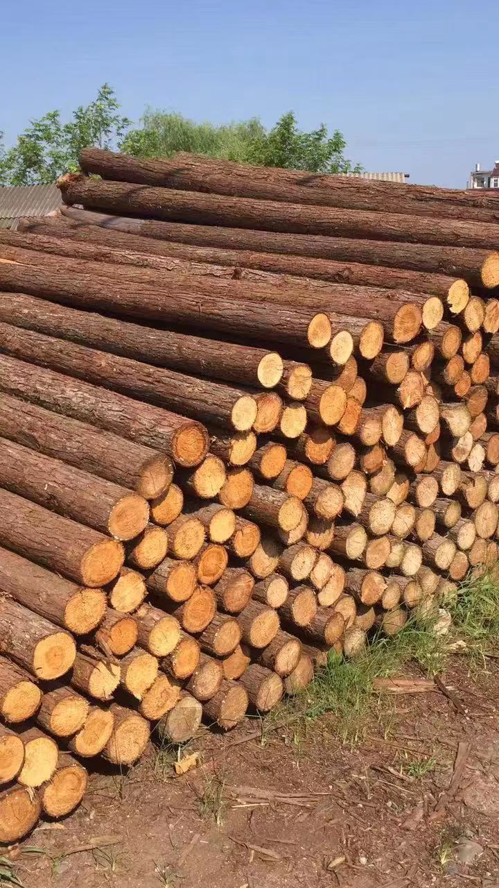 杉木桩